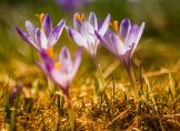 Pour vivre le printemps, nous ne pouvons plus que l’attendre, nous allons devoir l’être.