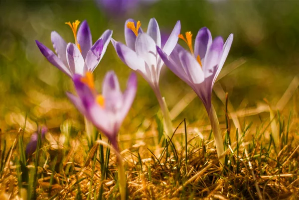 Pour vivre le printemps, nous ne pouvons plus que l’attendre, nous allons devoir l’être.